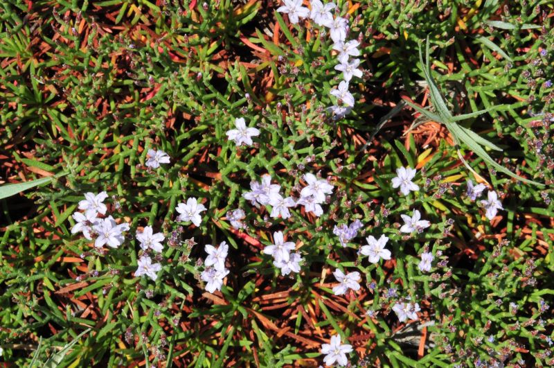 Limonium contortirameum